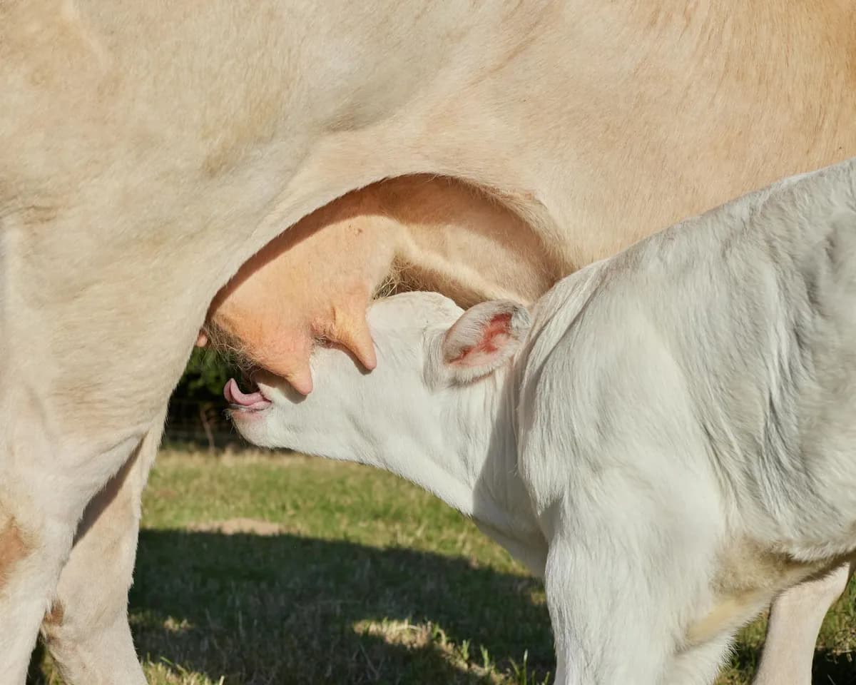 Calf cramps — health condition