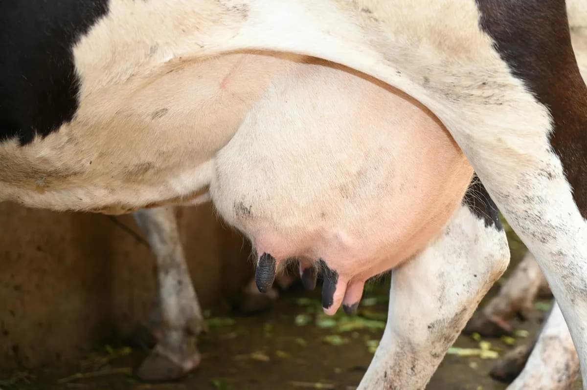 Mastitis — health condition