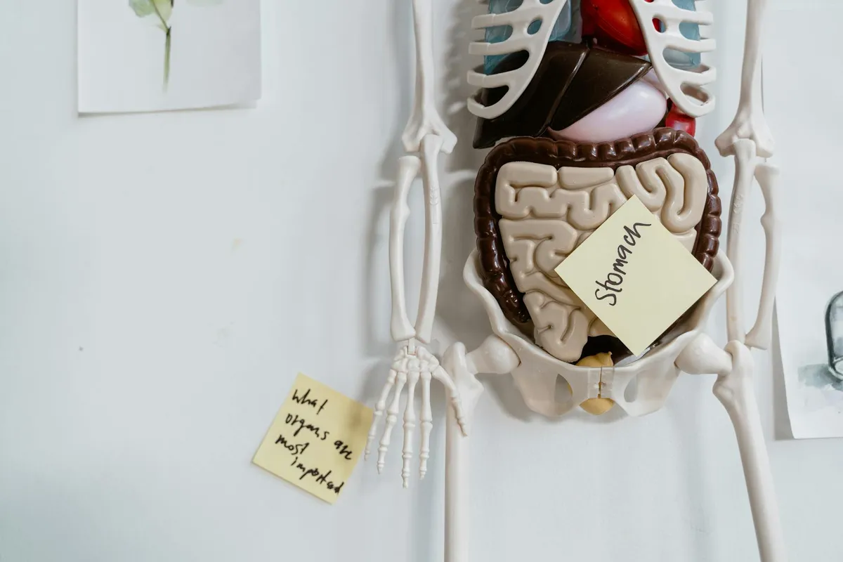SIBO & Gut Dysbiosis — health condition