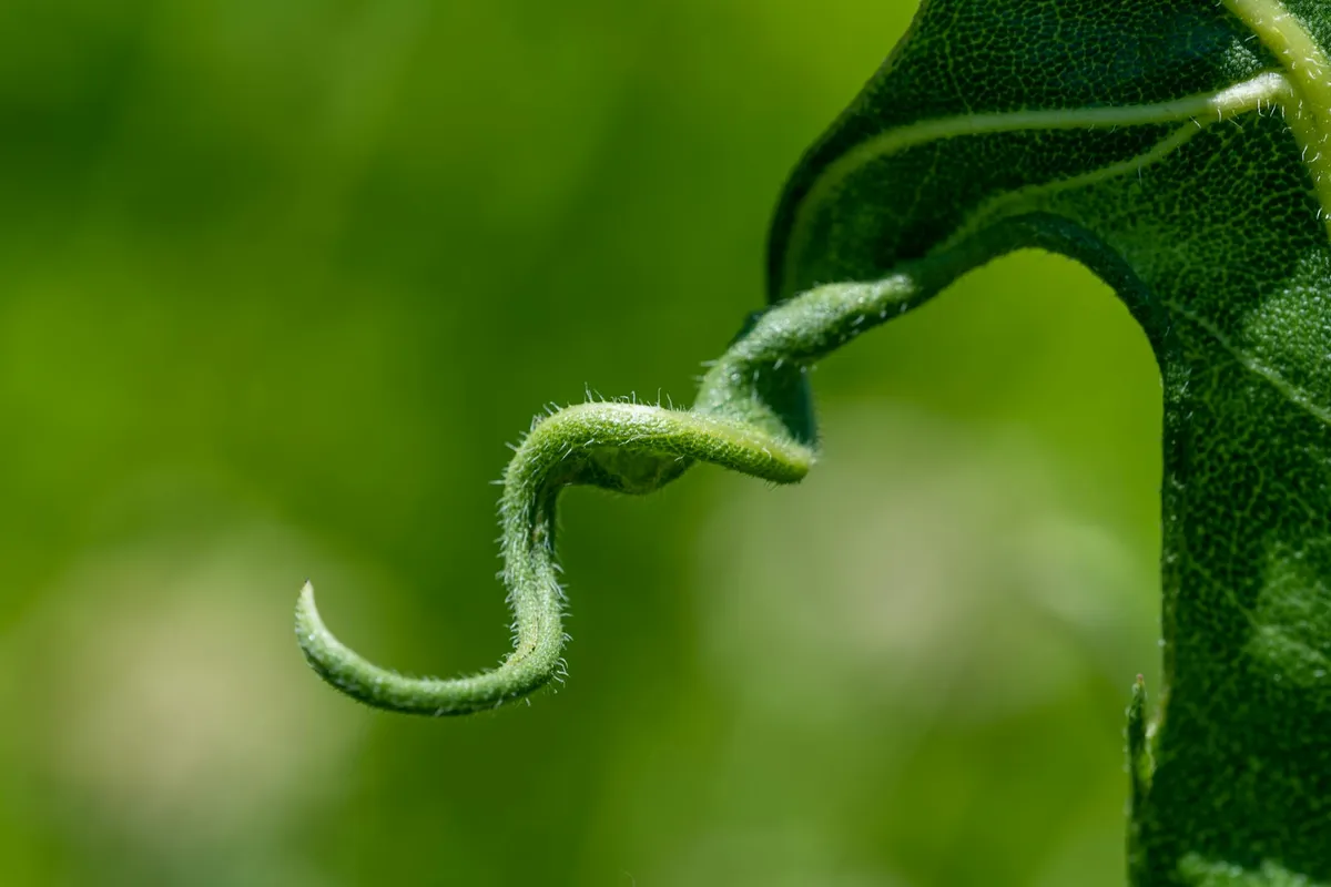 Clinging — health symptom