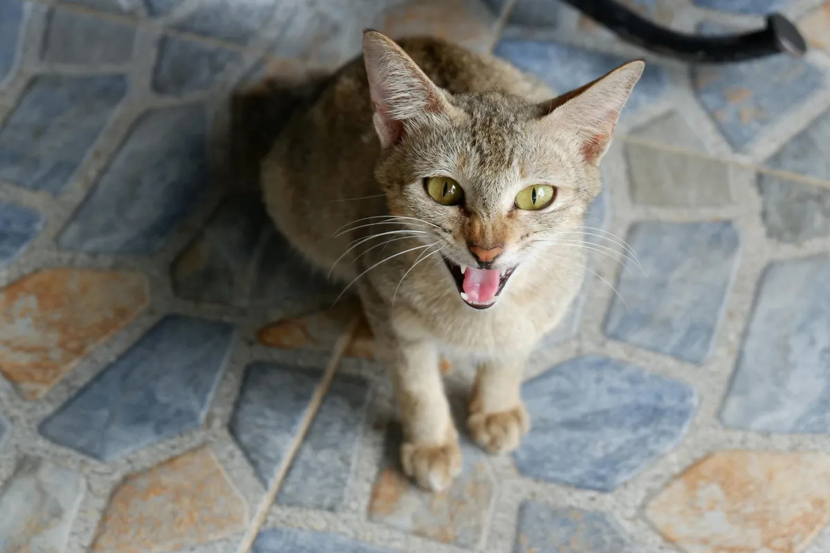 Hissing — health symptom