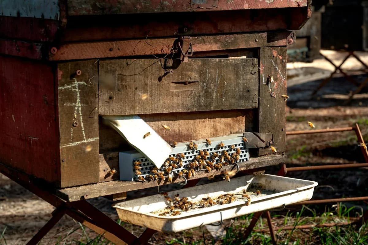 Hives — health symptom