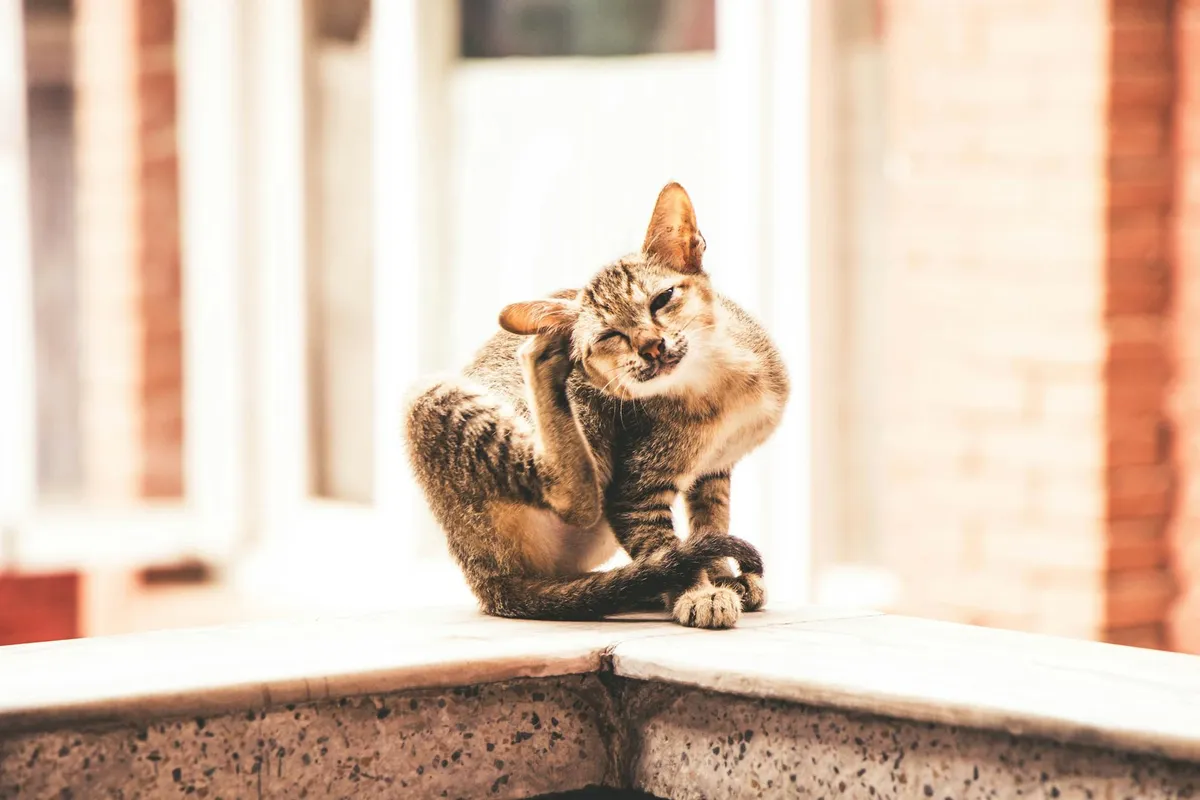 Itching — health symptom