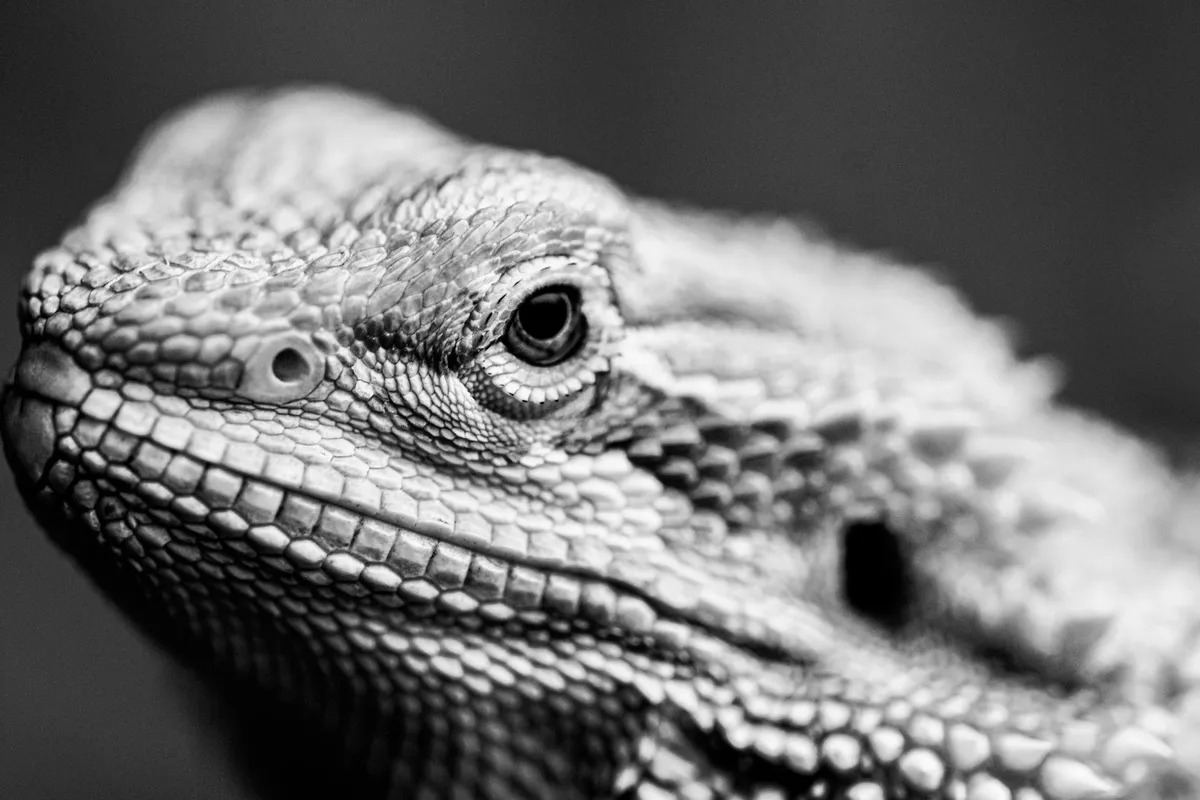 Scaly Skin — health symptom