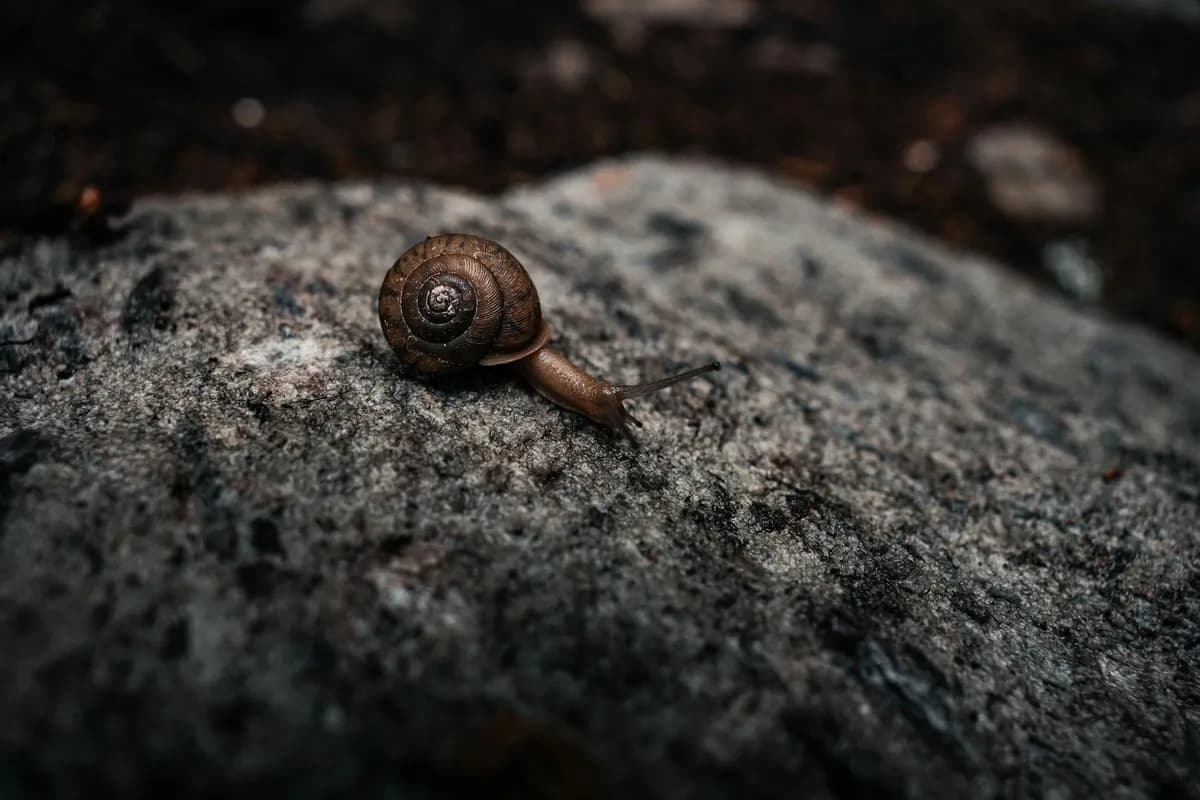 Slow Movement — health symptom