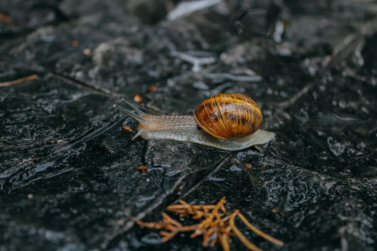 Sluggishness — health symptom