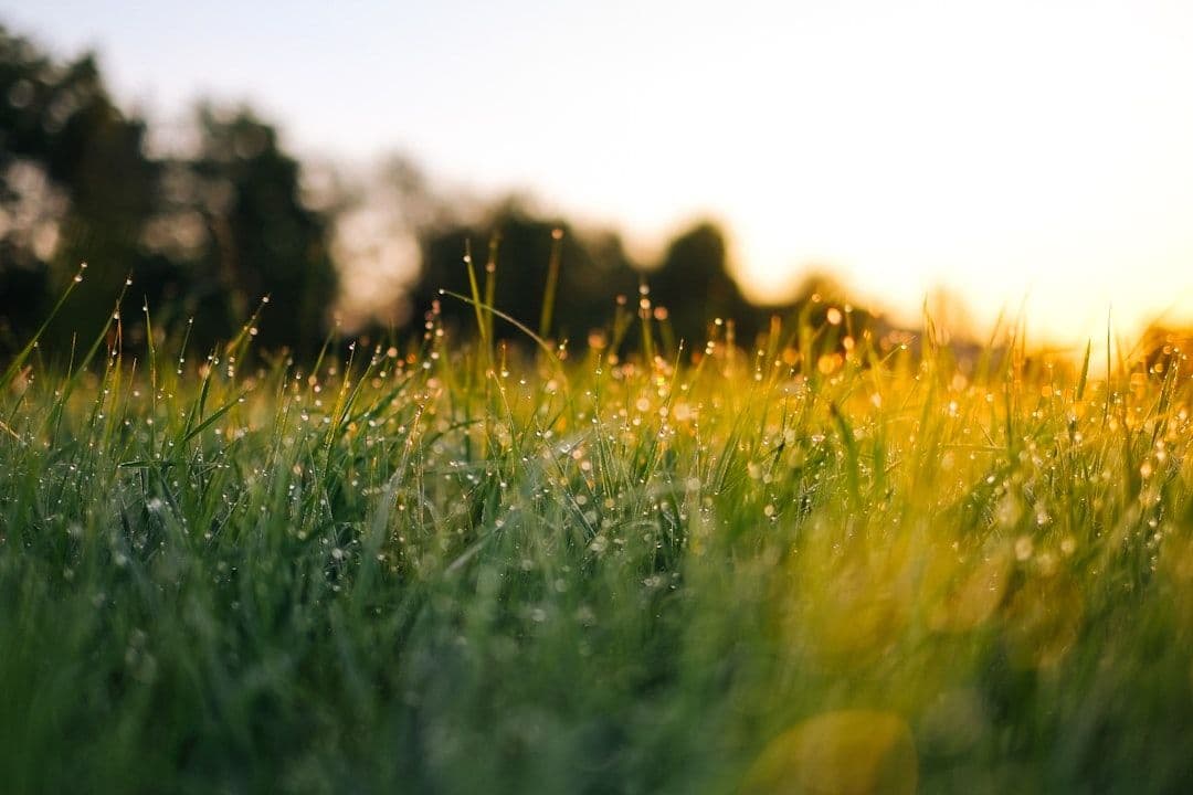 What to Expect During Your First Biopulsation Session — holistic health