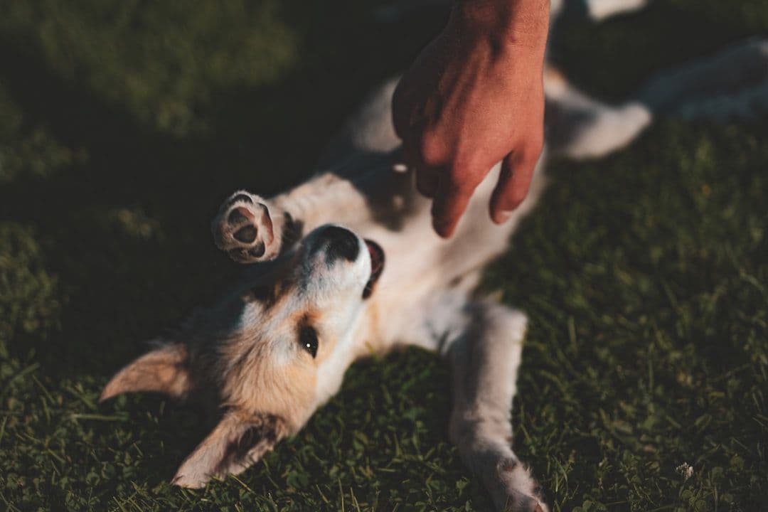 Animal Neuro Myofascial Release: What the Early Research Shows — holistic health
