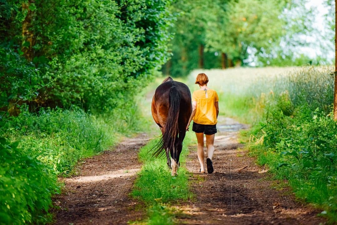 What Happens During an Equine Reiki Session — holistic health