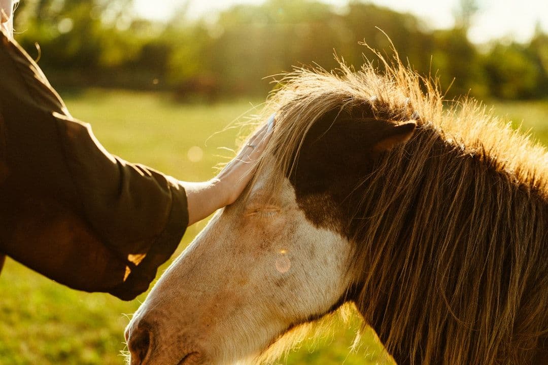 What to Expect During an Equine Massage Session — holistic health