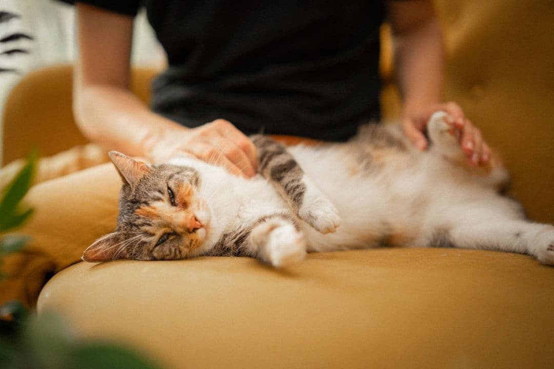 Animal Massage Research Review: What the Evidence Shows for Therapeutic Touch in Veterinary Care — holistic health