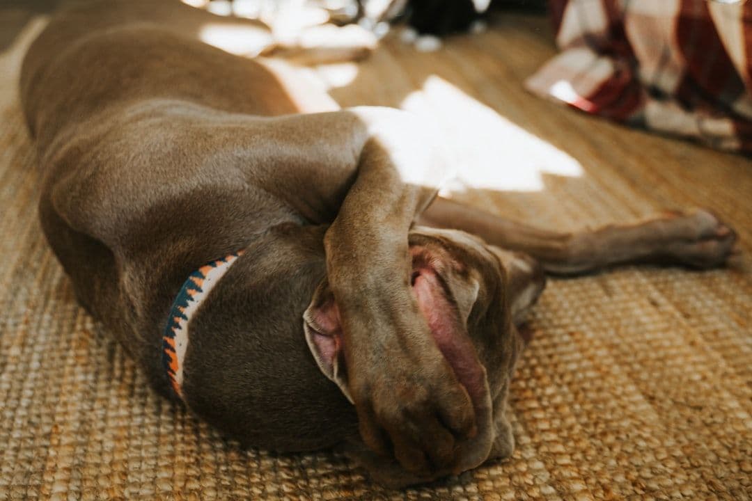 Animal Kinesiology Taping: What Current Research Reveals About Elastic Tape in Veterinary Care — holistic health