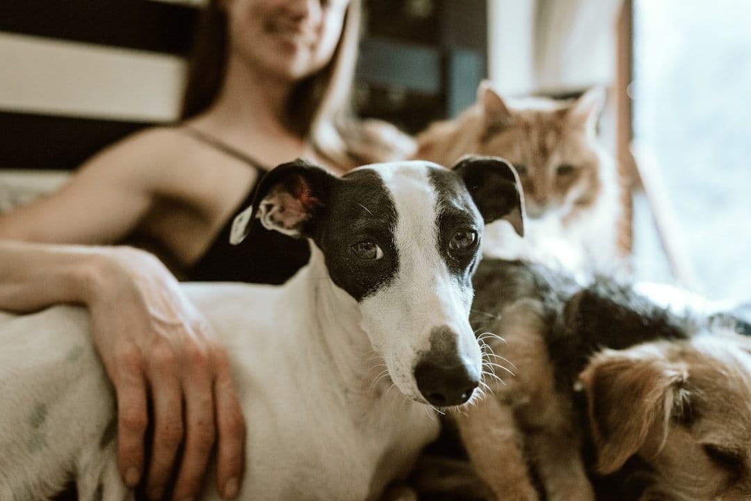 Animal Holistic Health Research: What the Evidence Shows for Complementary Veterinary Care — holistic health