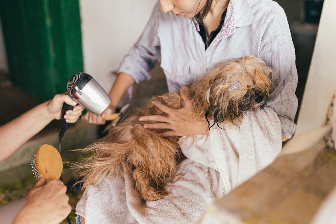 Animal Cold Laser Therapy: Low-Level Light Treatment for Pet Pain Relief — holistic health