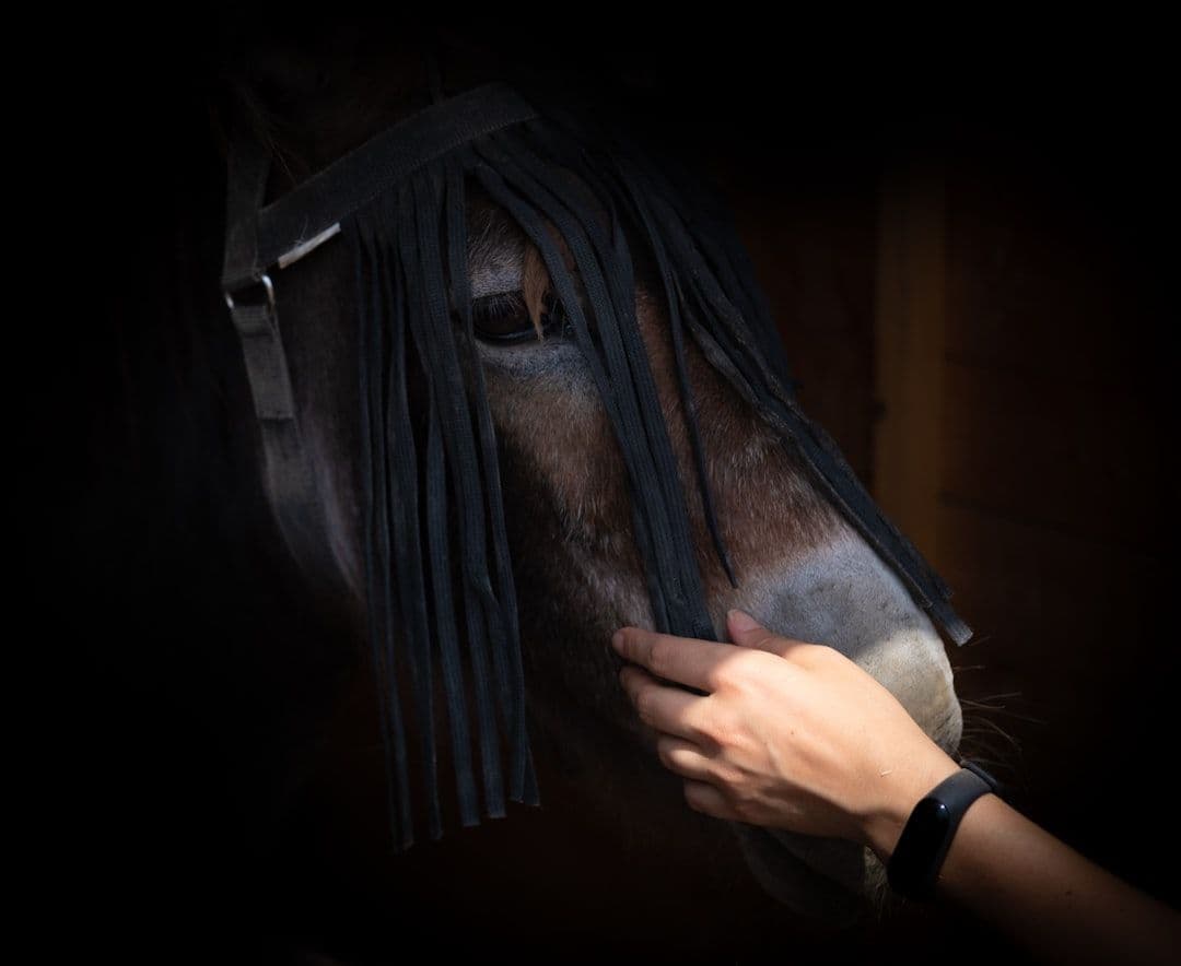 Equine Kinesiology Taping Research: What the Evidence Shows for Horse Performance and Recovery — holistic health