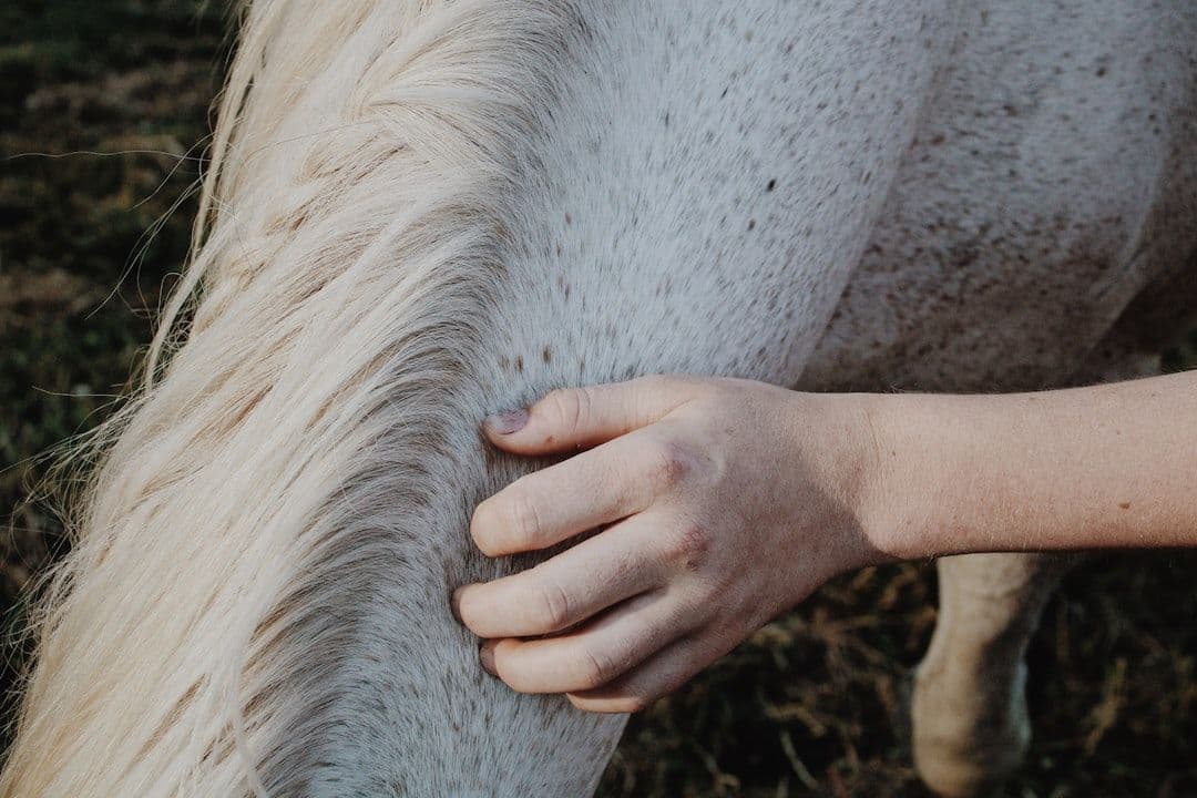 Equine Massage Research: What the Evidence Shows for Horses — holistic health