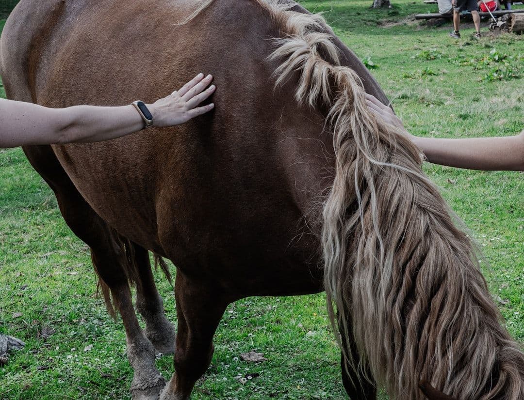 Equine Massage: The Growing Field of Hands-On Horse Therapy — holistic health