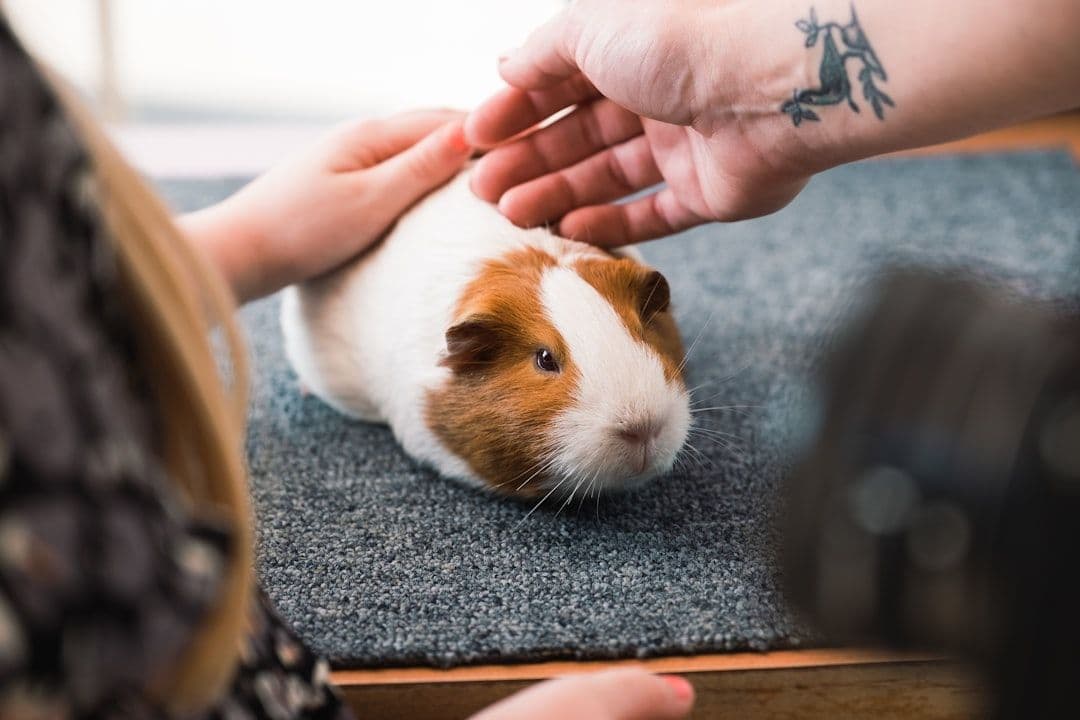 What to Expect During Your Animal's Reiki Session — holistic health