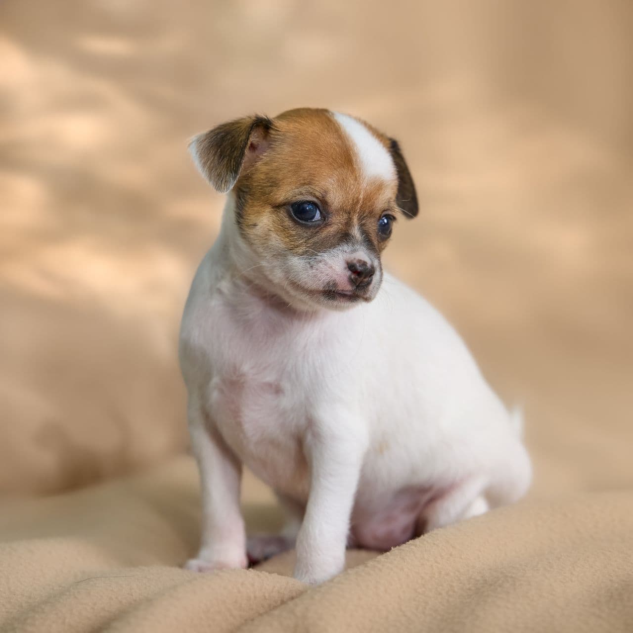 Animal Holistic Health — holistic care for pets
