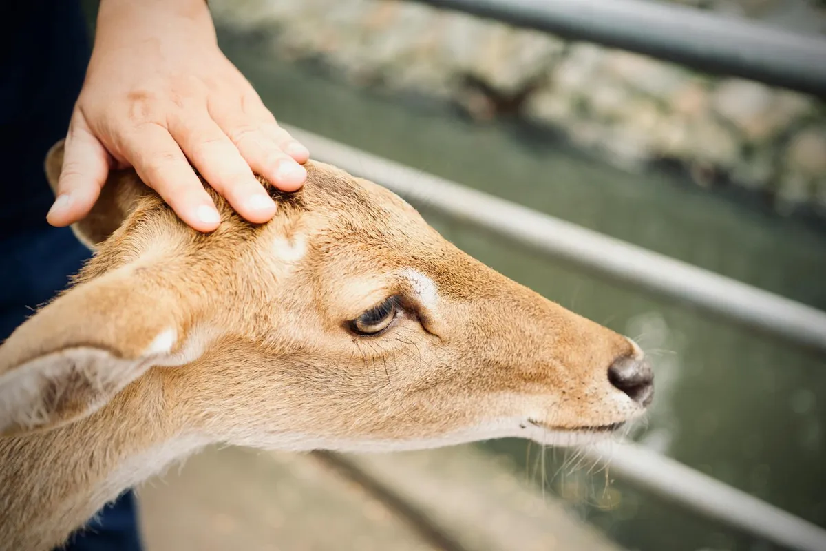 Animal Reiki — holistic animal therapy