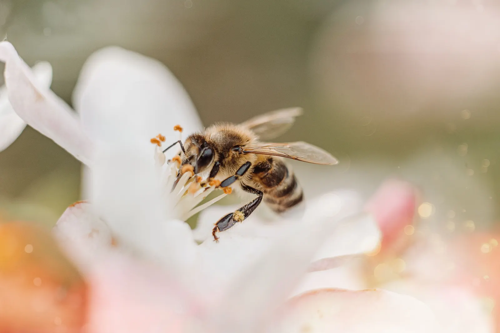 Apitherapy — Alternative health practice
