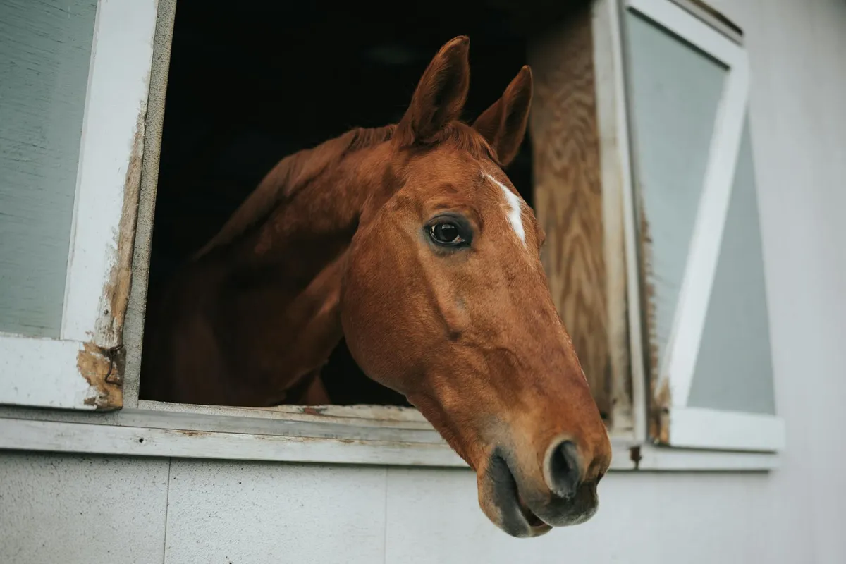 Equine Massage — holistic animal therapy