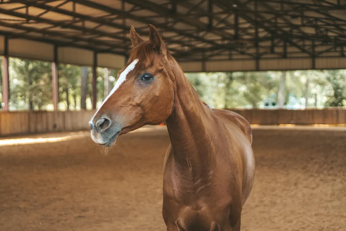 Equine Reiki — holistic animal therapy