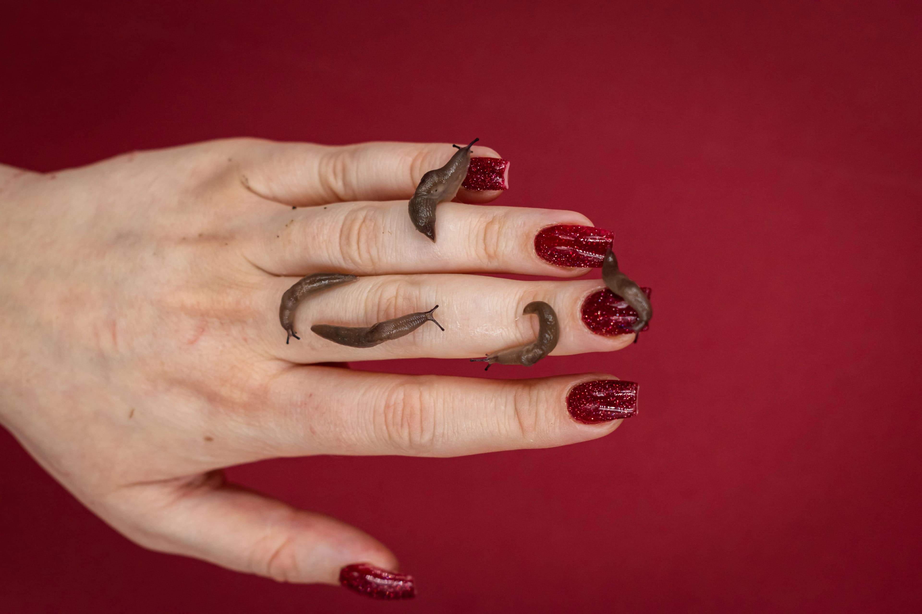 Leech Therapy (Hirudotherapy) — Alternative health practice