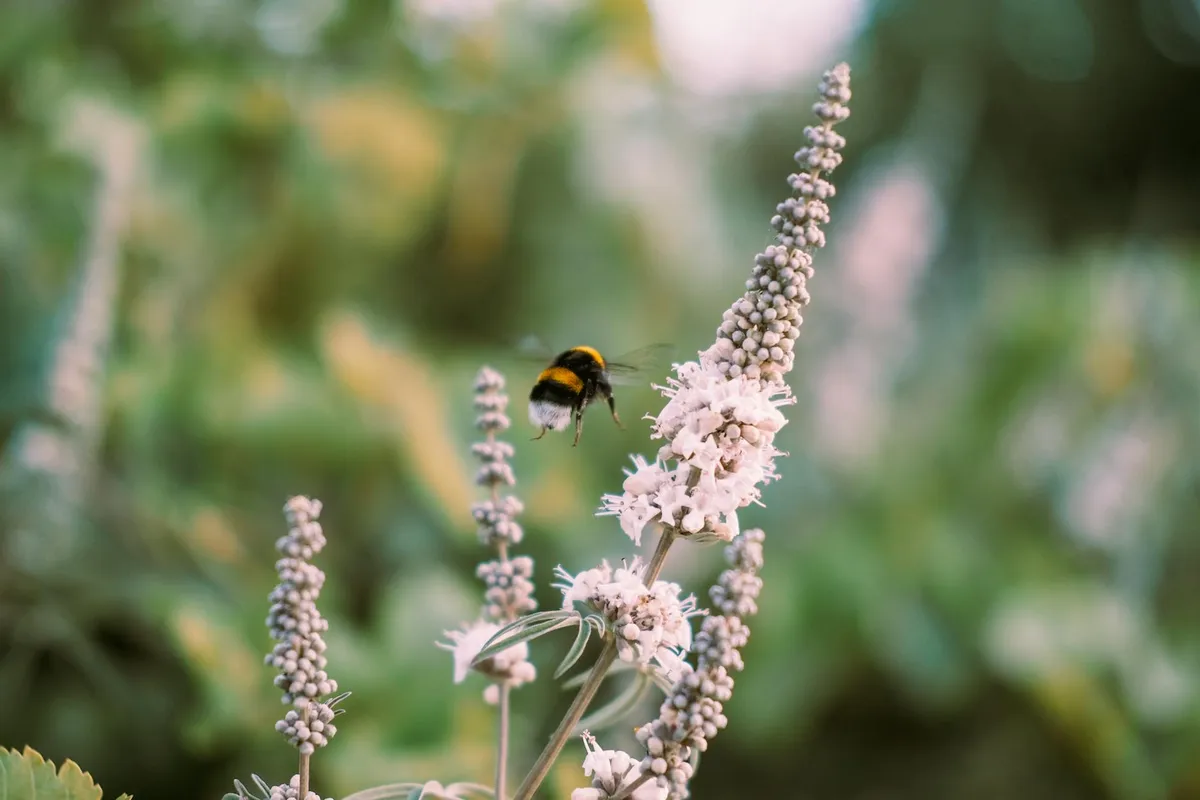 Buzzing — health symptom