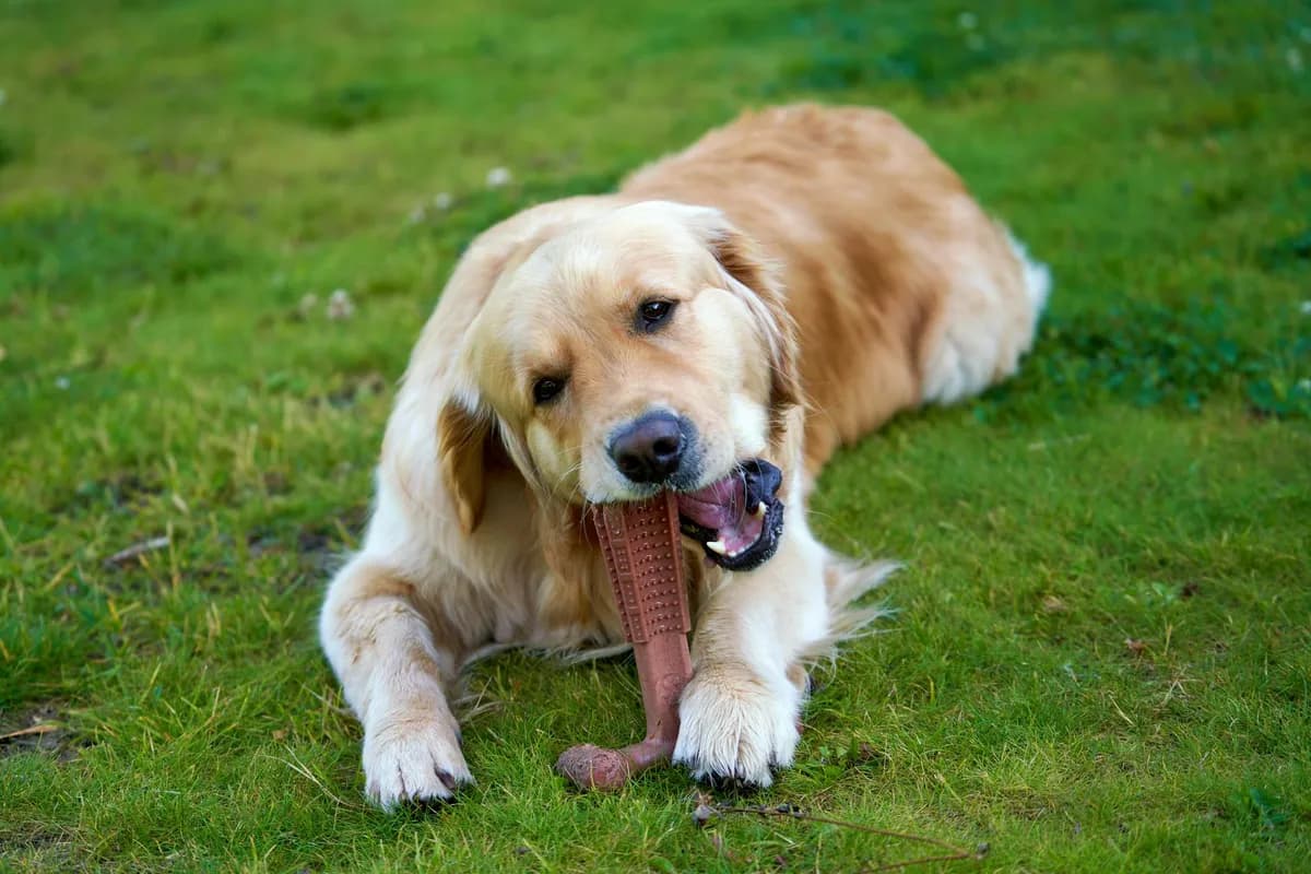 Difficulty Chewing — health symptom