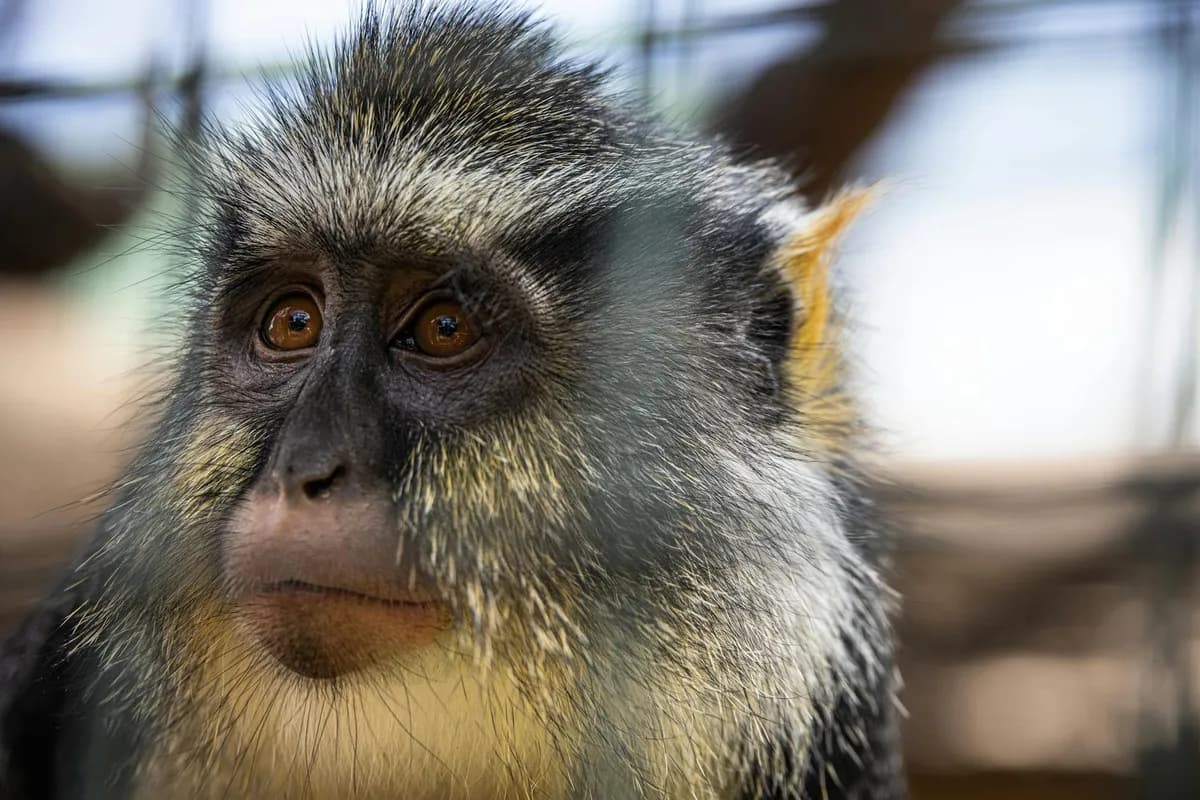 Inherited Fear of Animals — health symptom