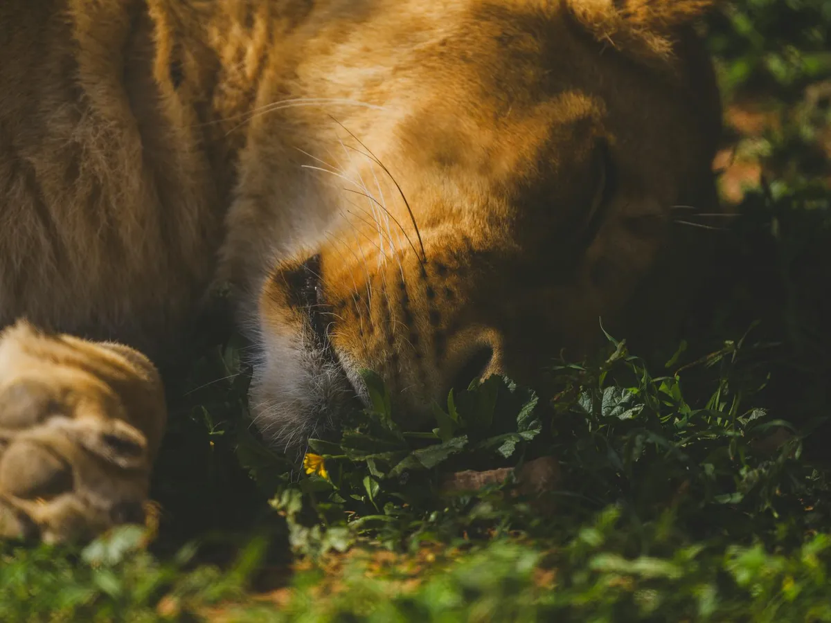 Lethargy — health symptom
