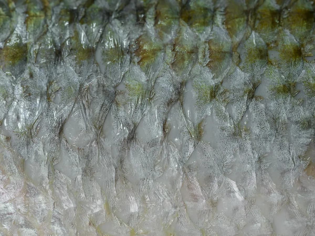 Oily Scales — health symptom