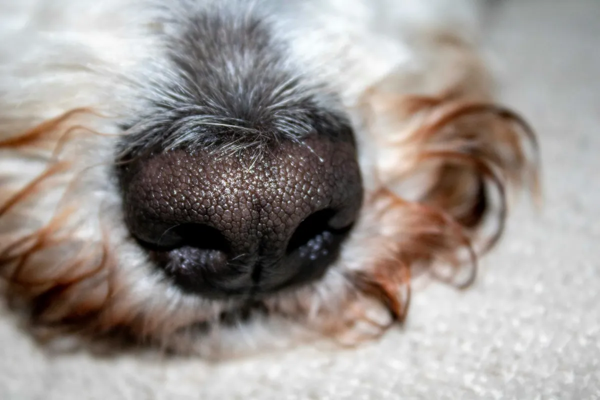 Runny Nose — health symptom