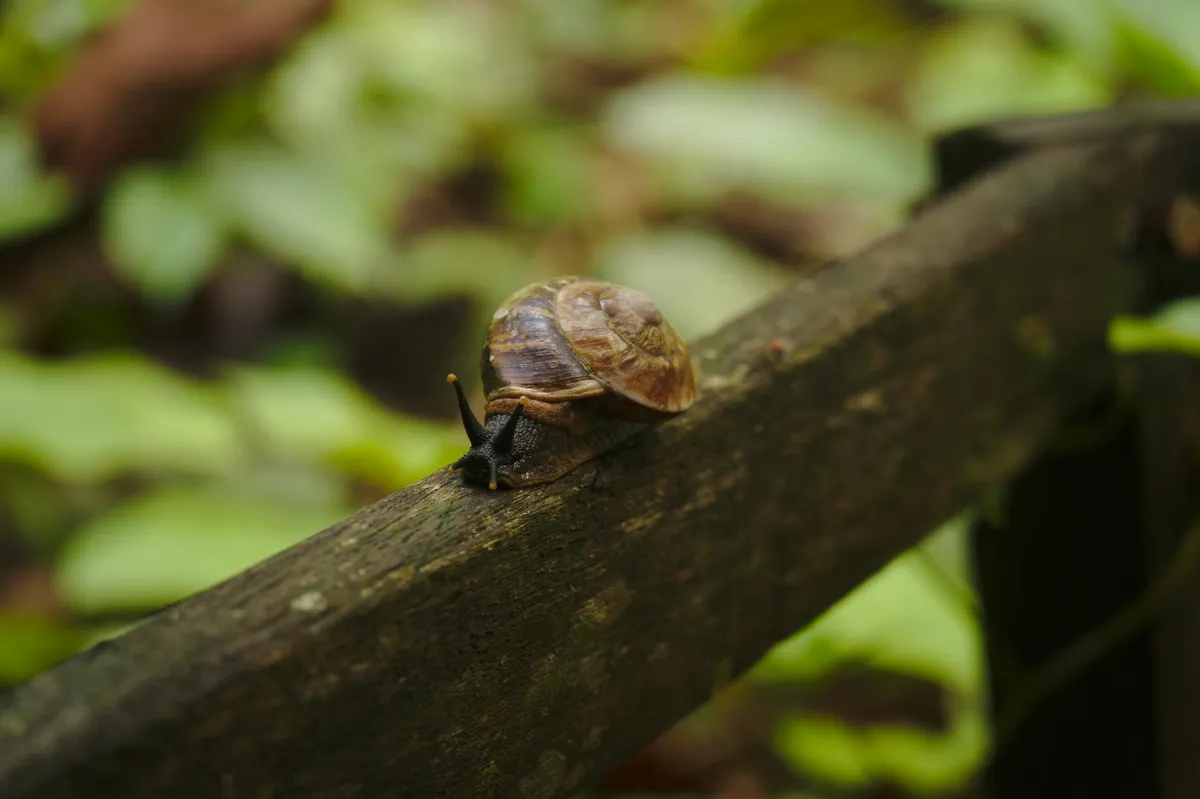 Slowness — health symptom