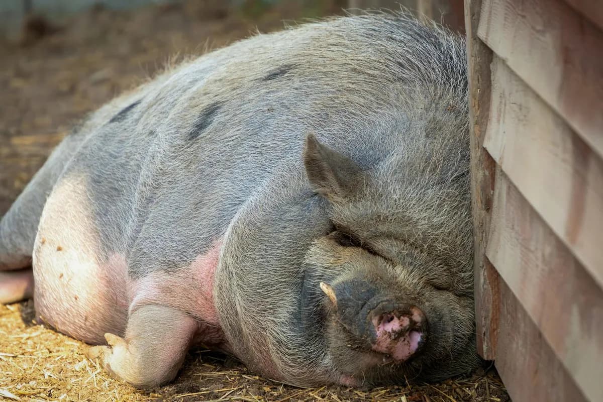 Snoring — health symptom