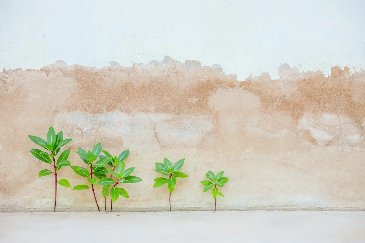 Stunted Growth — health symptom
