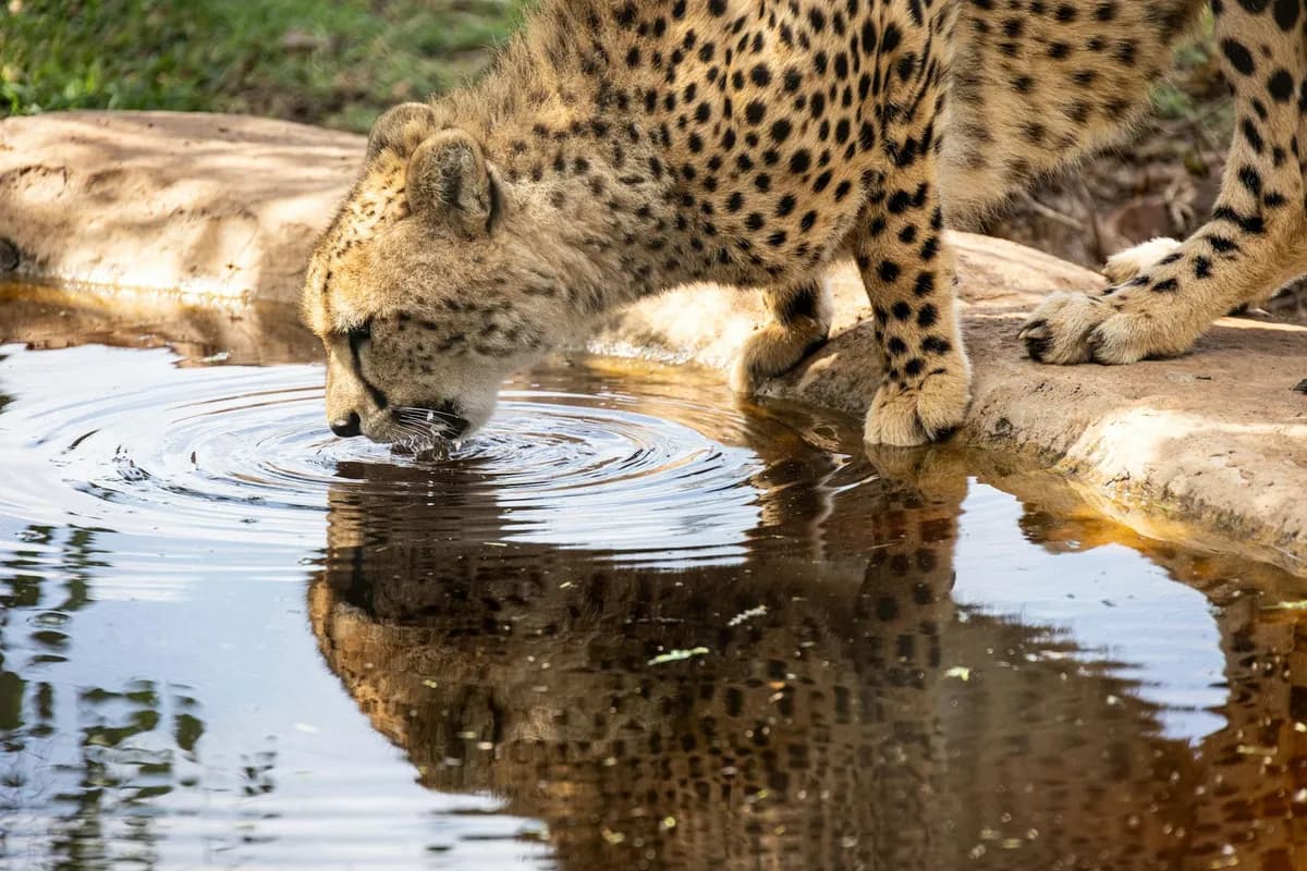 Thirst — health symptom